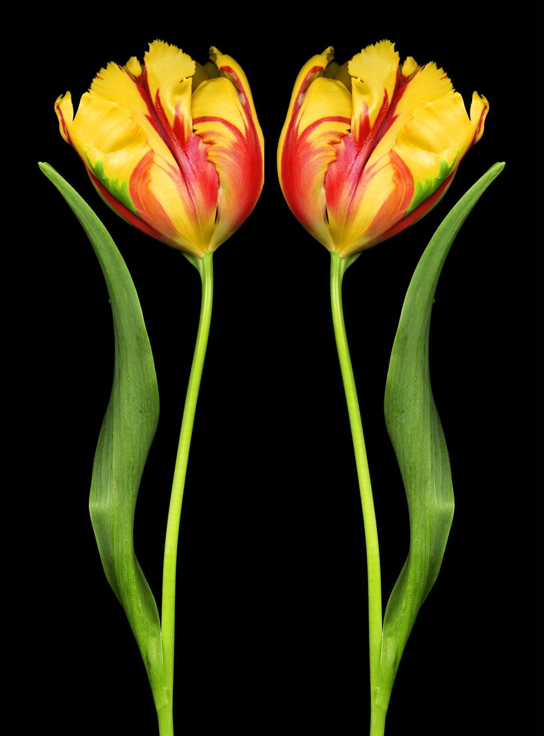 Mirrored Tulips