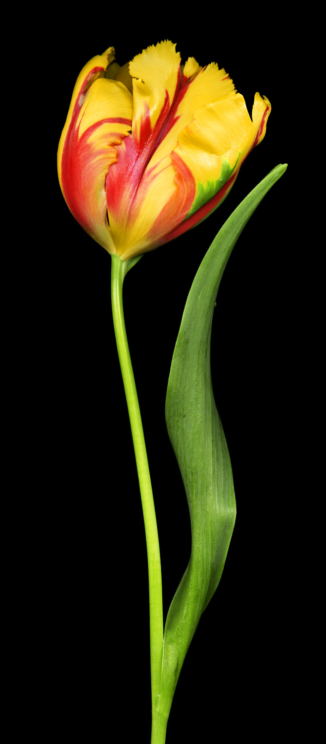 Solitary Tulip