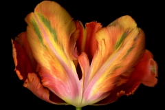 Feathery Tulip