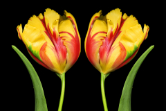 Mirrored Tulips