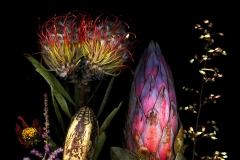 Protea Bouquet Etrange